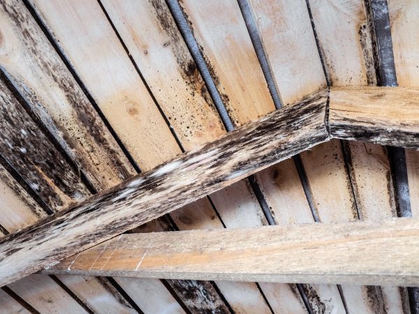 Rotting due to humidity and growth of molds  wooden roof structures